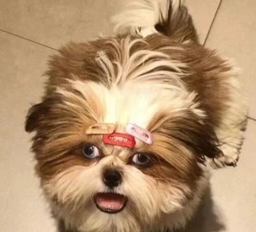 三个月大的狗狗是什么样子的？（探索三个月大狗狗的成长和特征）