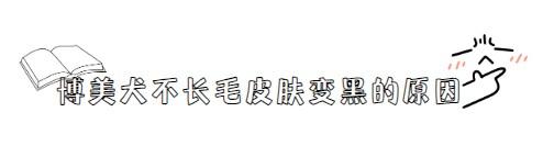 博美犬不长毛皮肤变黑怎么办?