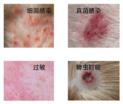 狗狗身上长红疙瘩结痂用什么药?