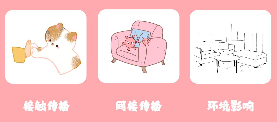 猫咪为什么会感染猫癣?