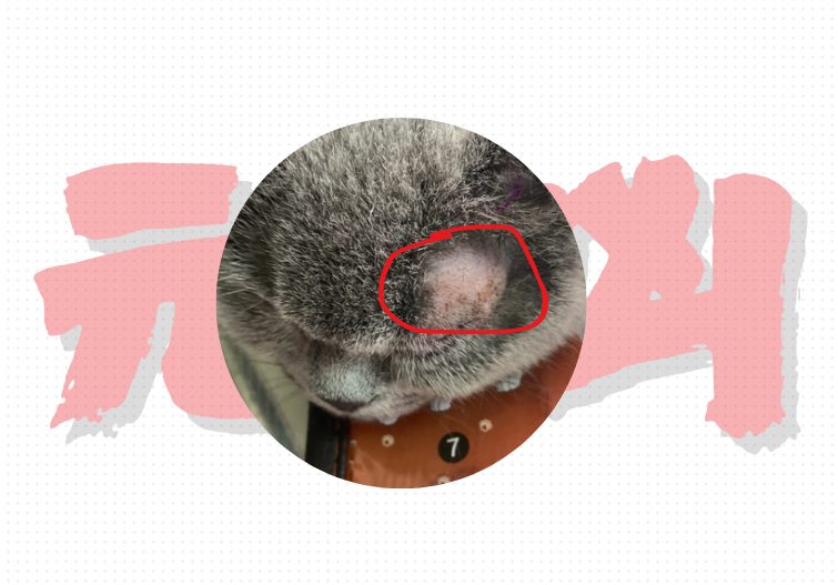 猫癣一般是怎么引起的？猫癣元凶大揭秘！