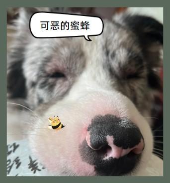 宠物急救:狗狗被虫叮咬后的用药指南