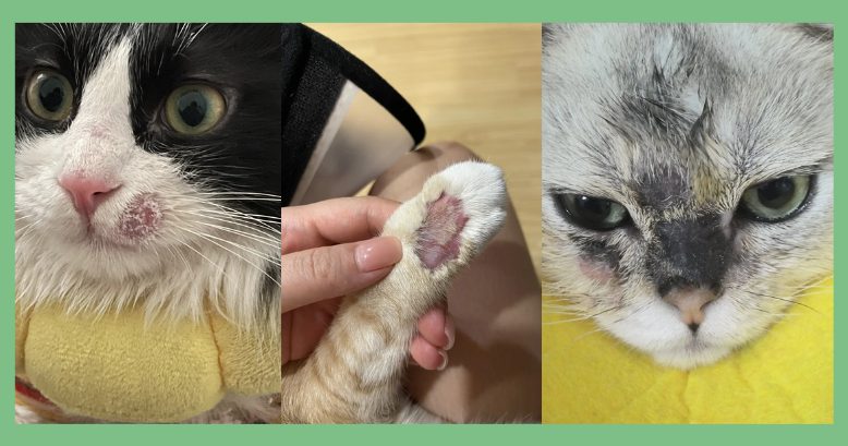 猫脸上长癣用什么药膏?