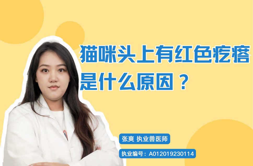 猫咪头上有红色疙瘩是什么原因？