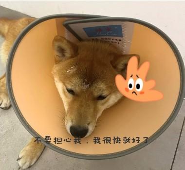 狗狗脸上长癣用什么药膏比较好?