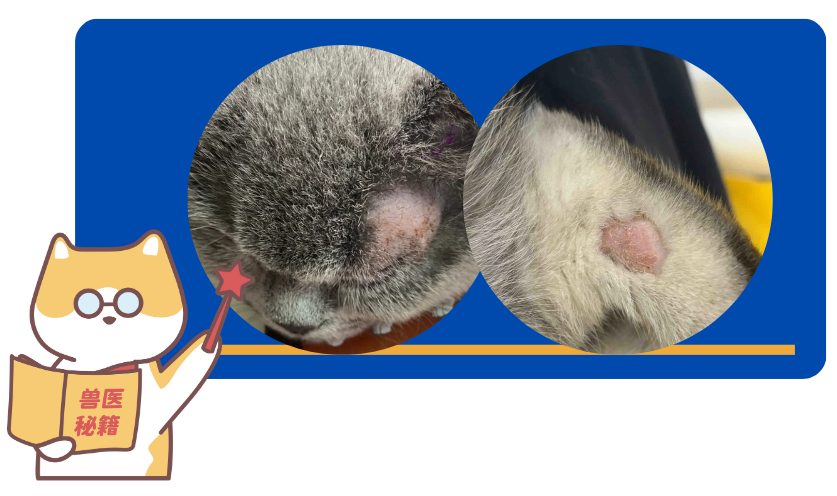 猫癣怎么样才能好得快一点?