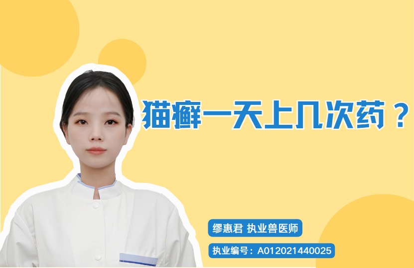 猫癣一天上几次药？多涂几次会好得快些吗？