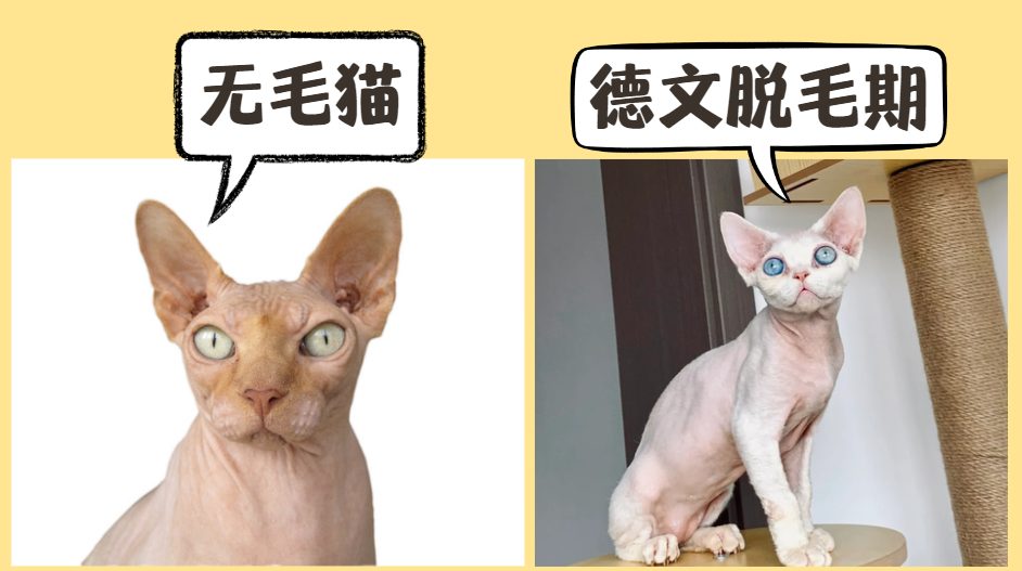 什么猫没有毛？