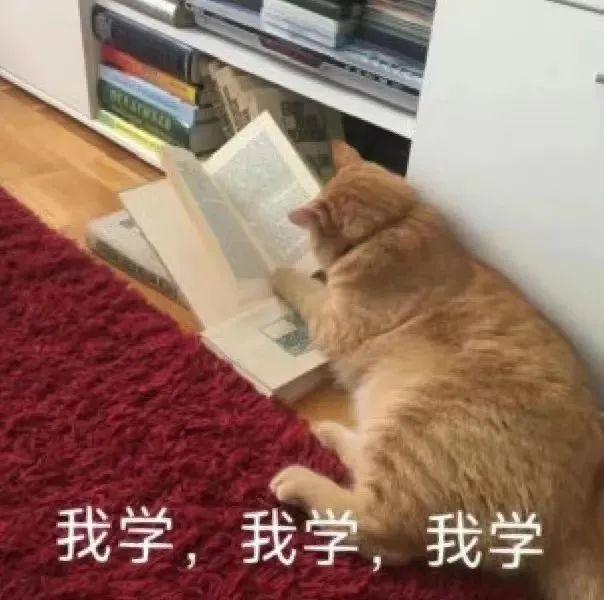 “猫咪湿疹反复不好”你该怎么办？这里全有！