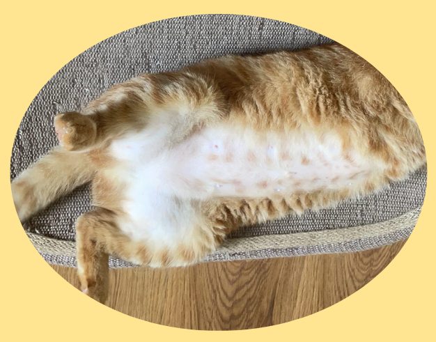 猫咪肚子上没有毛