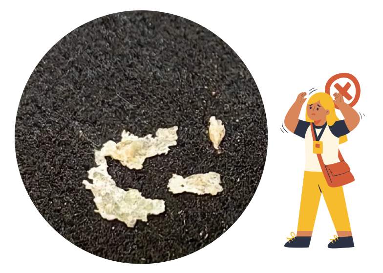 猫癣结痂怎么处理？