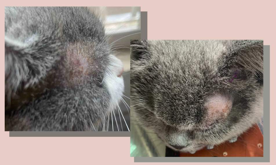 猫咪眼皮上长癣怎么治疗?