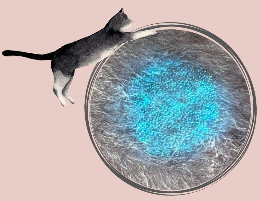 猫咪眼皮上长癣涂什么药?