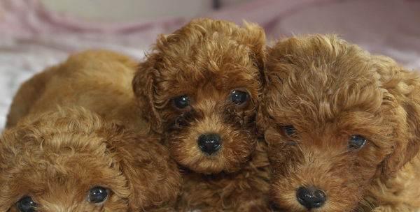 贵宾狗宝宝的毛色变化及时间点（探秘贵宾狗宝宝的毛色变化，为您解答什么时候变色最明显）