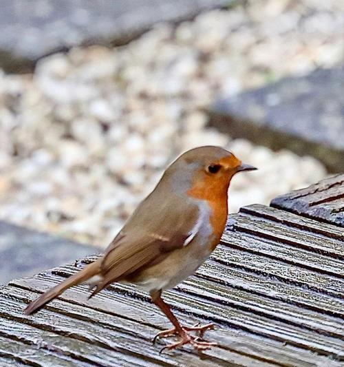 点子鸟（探索点子鸟的聪明智慧与独特鸣叫）
