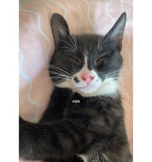 神秘黑色的猫咪（揭开黑色猫咪的神秘面纱，黑色与猫的共生之道）