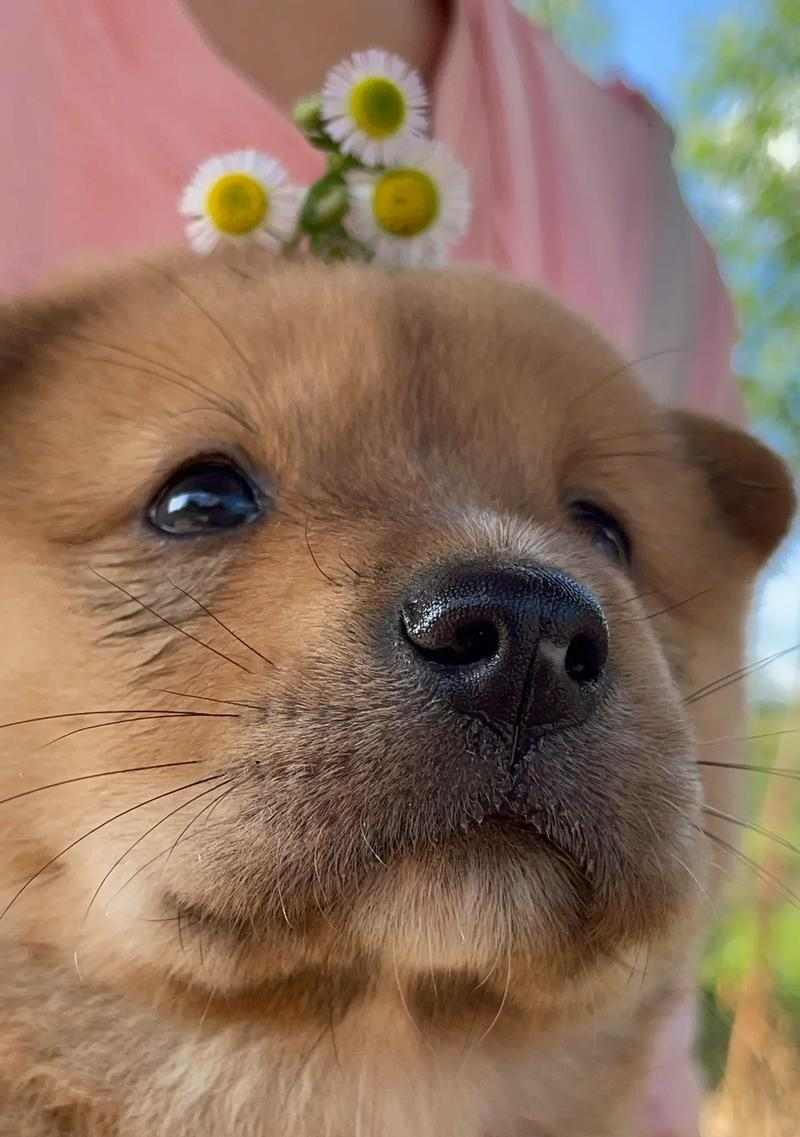 以什么狗长的小？（探寻小狗的外貌与特征）