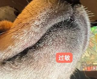狗狗嘴周红痒掉毛,如何应对?