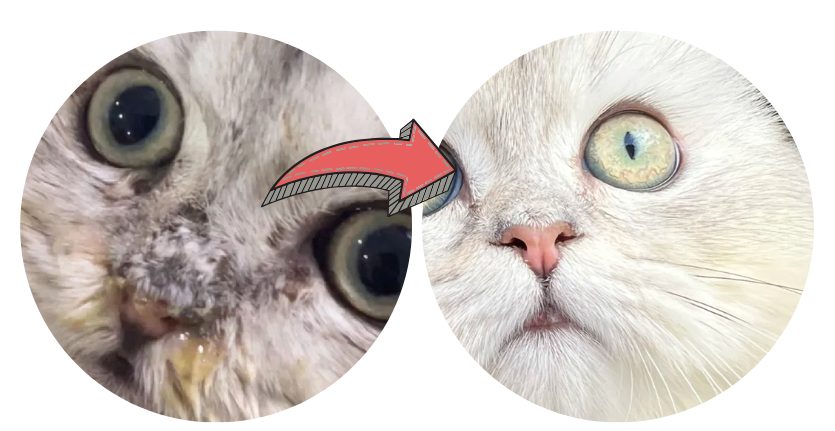 猫鼻头上长癣怎么办?