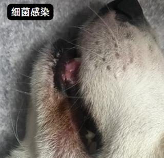 狗狗嘴周红痒掉毛,如何应对?