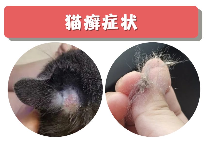 猫鼻头上长癣怎么治?