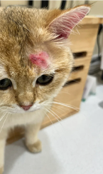 猫癣能根治吗？猫咪猫癣好了后会不会复发？