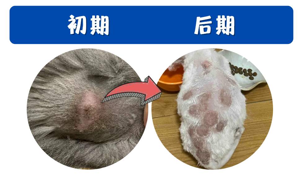 小猫长猫癣
