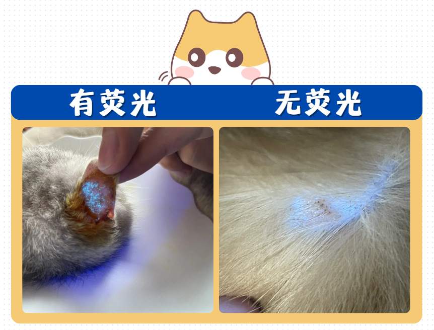 小猫长猫癣怎么办?