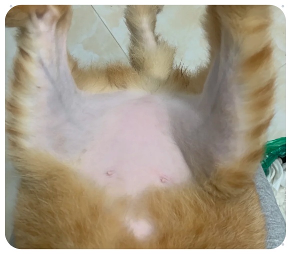 猫咪大面积脱毛露肉但无癣是怎么回事？