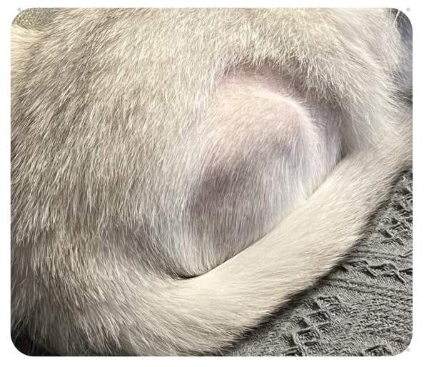 猫咪大面积脱毛露肉是怎么回事?