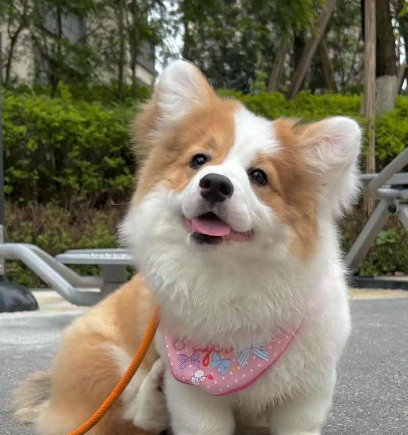 小柯基的耳朵之美（探秘小柯基耳朵的形状与特点）