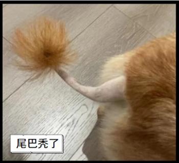 狗狗尾巴脱毛危机,嫩肉显露需呵护!
