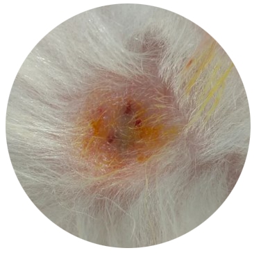 博美得了皮肤病怎么办？这样治疗最有效