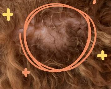 泰迪皮炎急救包：宠物主人必读指南