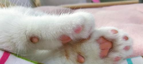 如何给猫咪剪肉垫毛？（简单有效的方法和工具推荐）