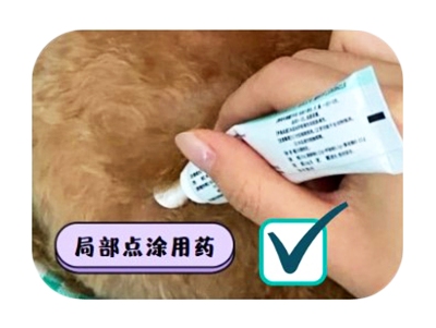 金毛得了真菌性皮肤病？不妨试试这个方法