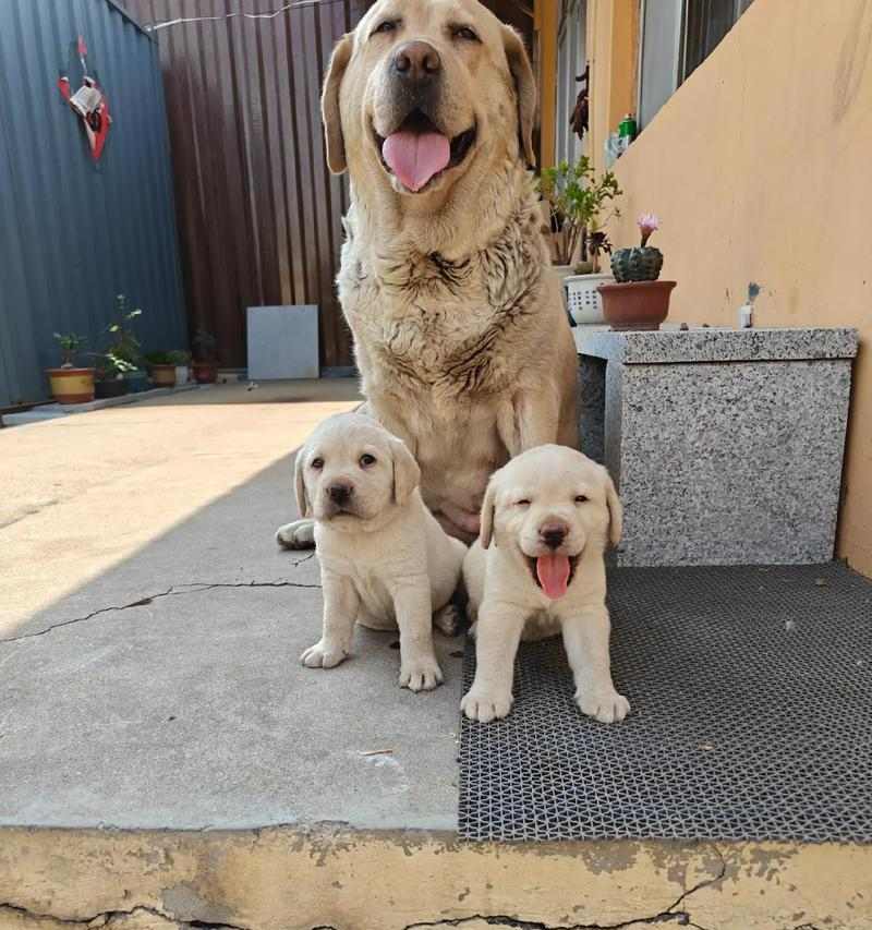 拉布拉多的饮食禁忌与注意事项（了解拉布拉多不能吃的食物及其对狗狗的影响）