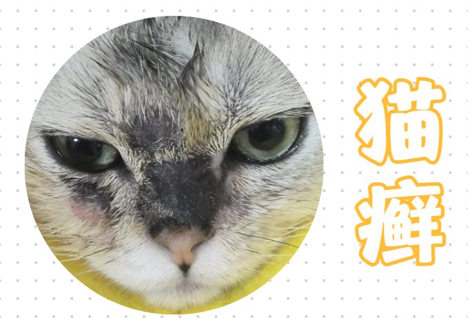 猫鼻子上有硬疙瘩怎么回事？