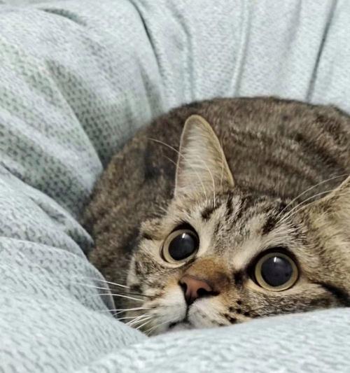 猫咪眼睛发亮的奥秘（揭开猫咪眼睛发亮的科学原理）
