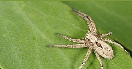 狼蛛宠物的饮食需求（了解狼蛛食物选择与喂养方法，打造健康宠物生活）
