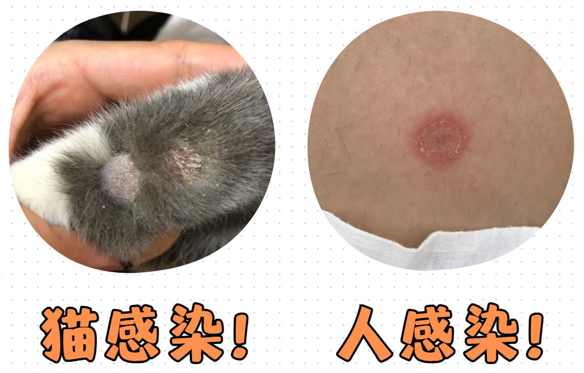 猫咪感染猫癣怎么办？