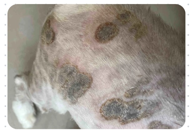 猫咪满身都是猫癣