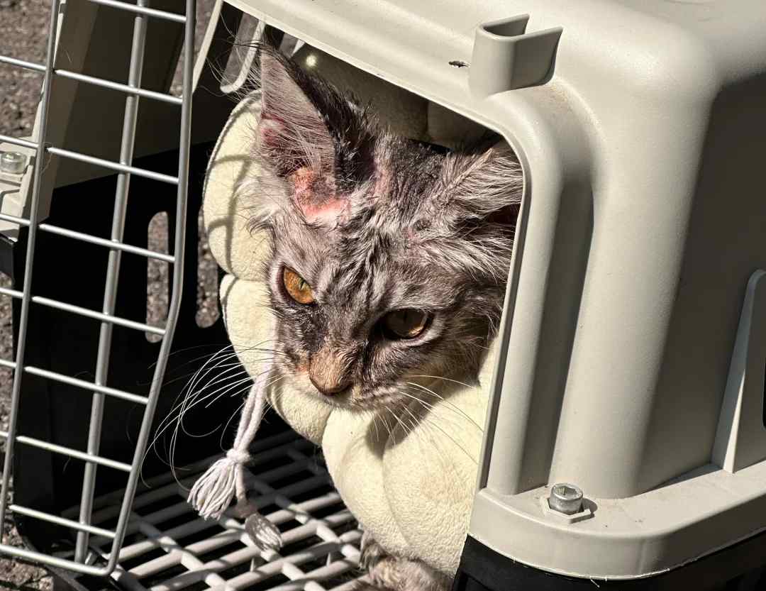 猫咪满身都是猫癣怎么办？先别扔，可以这么治！