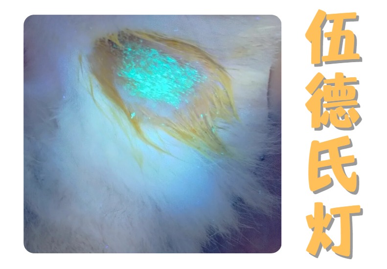 怎么快速辨别猫癣