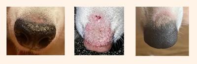 守护爱宠,狗狗鼻子皮肤病解决方案大公开!