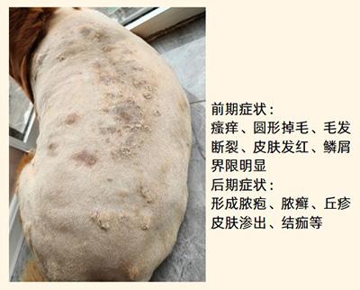 金毛爱犬患癣?一文教你科学选药与护理