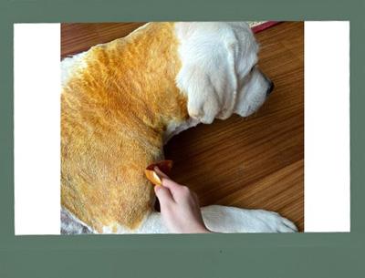 金毛爱犬患癣?一文教你科学选药与护理