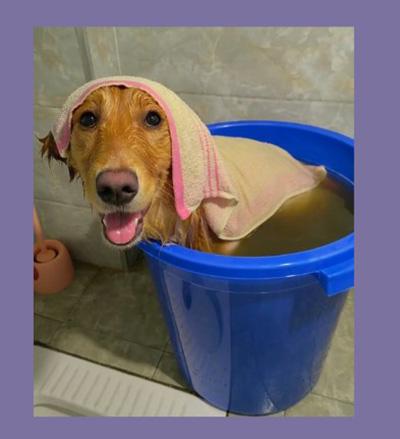 金毛爱犬患癣?一文教你科学选药与护理