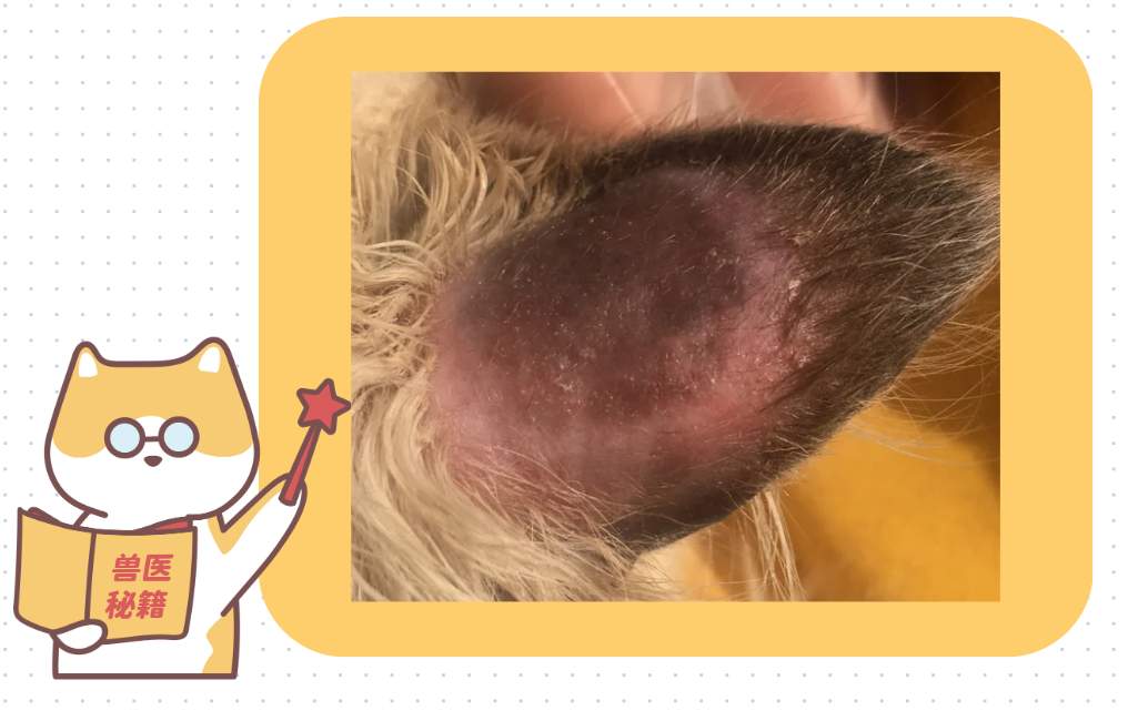 猫得了猫癣耳朵变黑了怎么办?