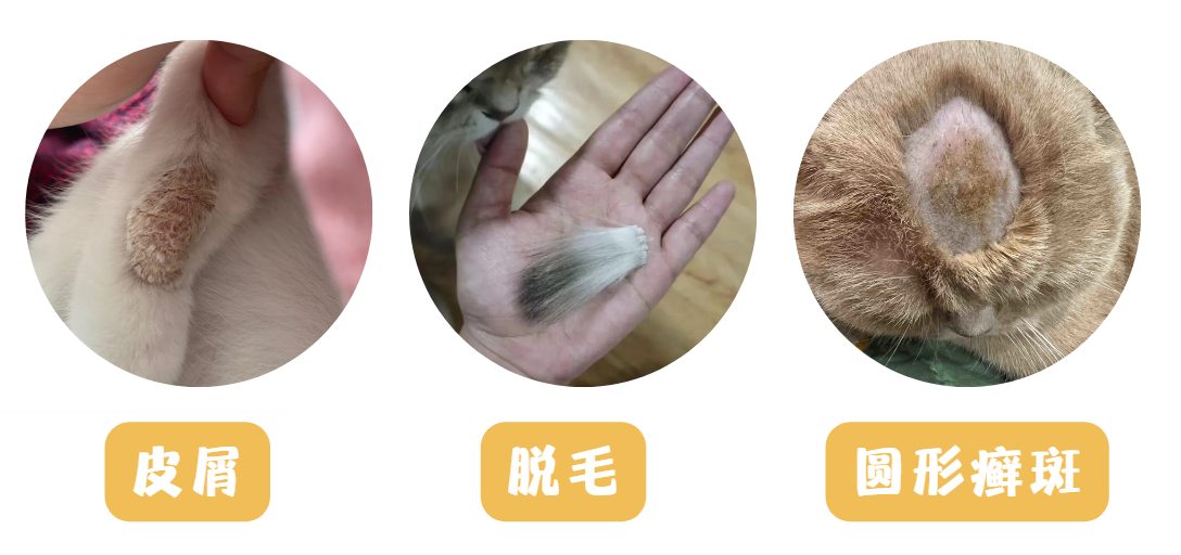 猫得了猫癣怎么办?